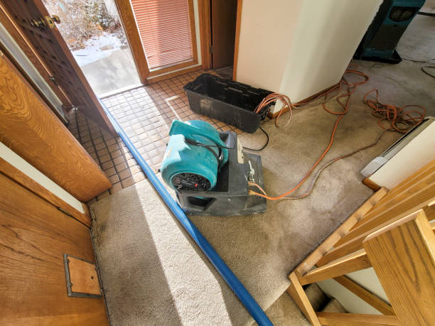 Best Mold removal after water damage  in Nicholasville, KY